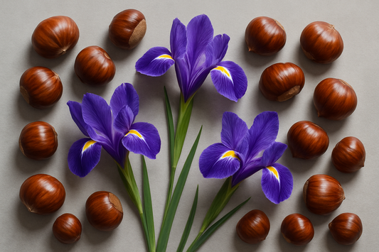 gray background chestnut and iris